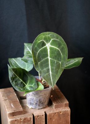 Anthurium Forgettii "Dark" - A
