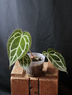 Anthurium Crystallinum "Silver" - A