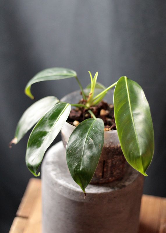 Philodendron Patriciae - B