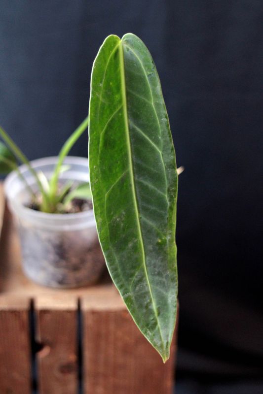 Anthurium Warocqueanum - A