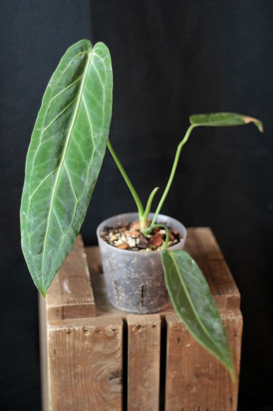 Anthurium Warocqueanum - A