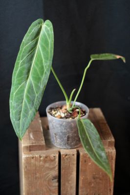 Anthurium Warocqueanum - A