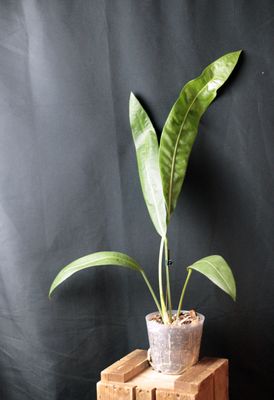 Anthurium SP. Morona - B