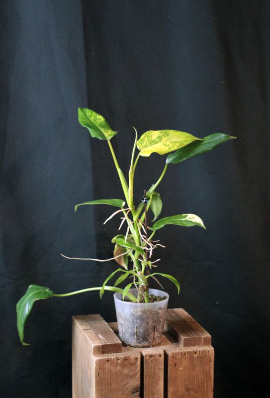 Philodendron Domesticum Variegata - A