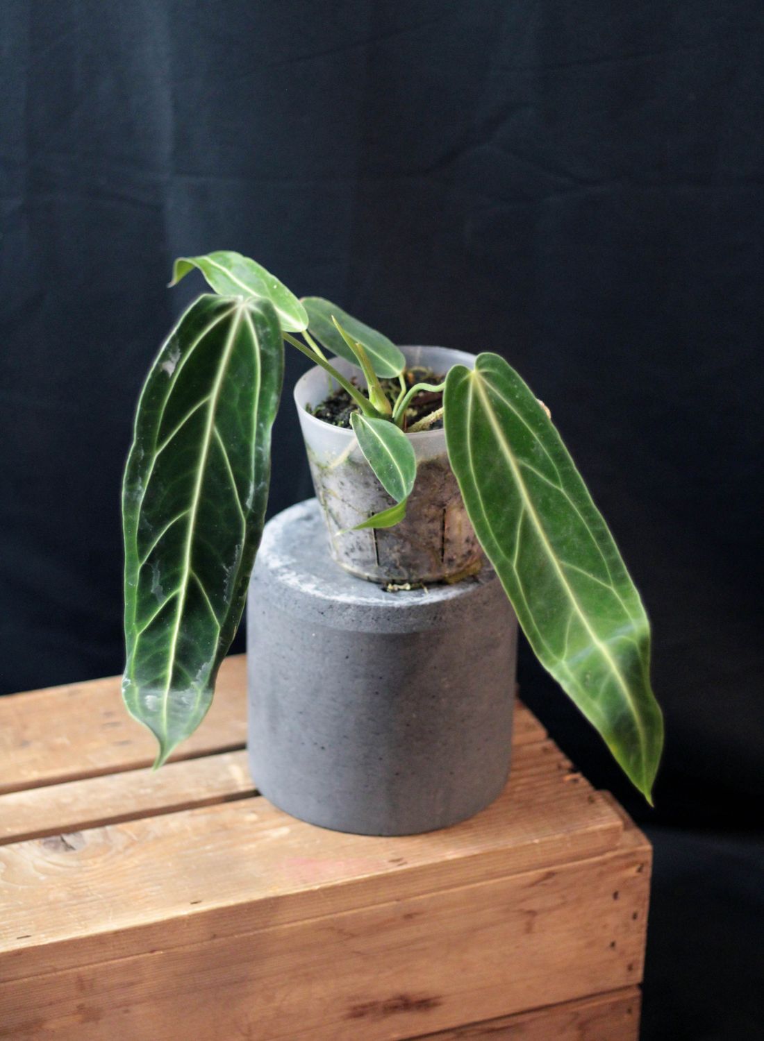 Anthurium Warocqueanum "Narrow Dark" - A