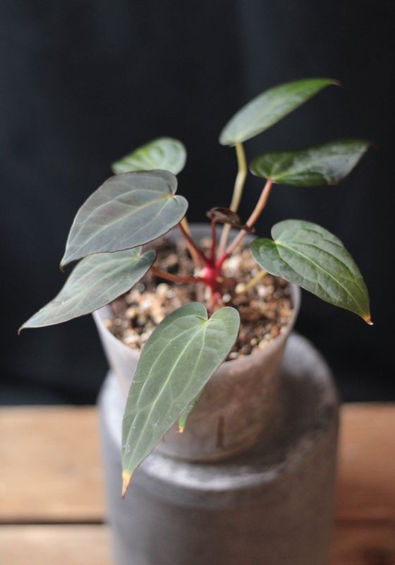 Anthurium Blue Papillilaminum - A