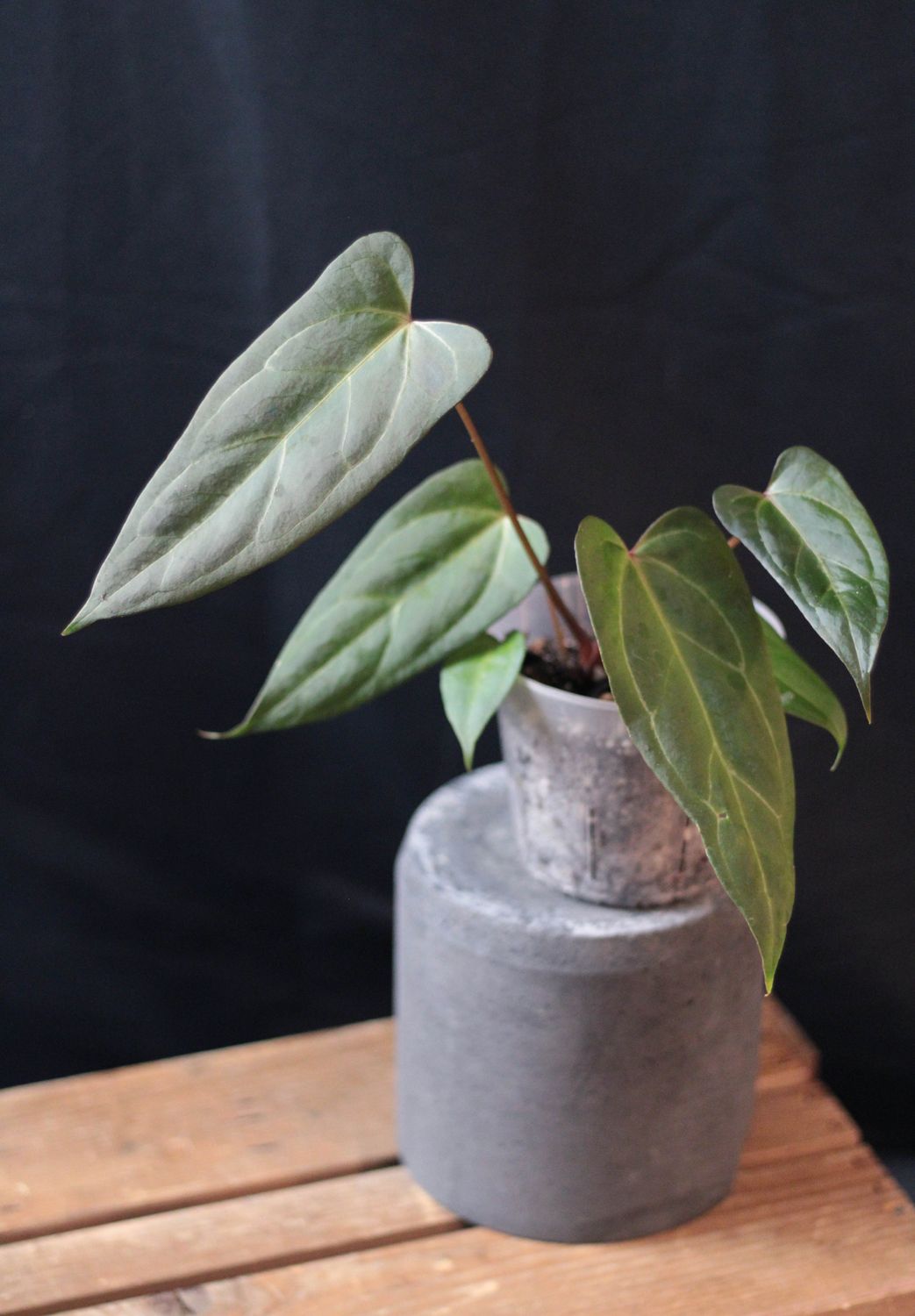 Anthurium Papillilaminum "Narrow" - Show