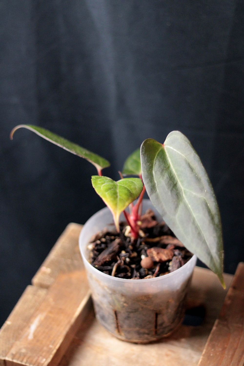 Anthurium Papillilaminum "Narrow" - A