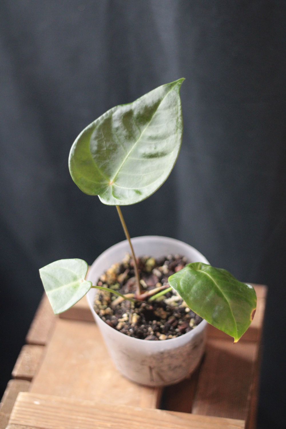 Anthurium Veitchii X Forgetii - A