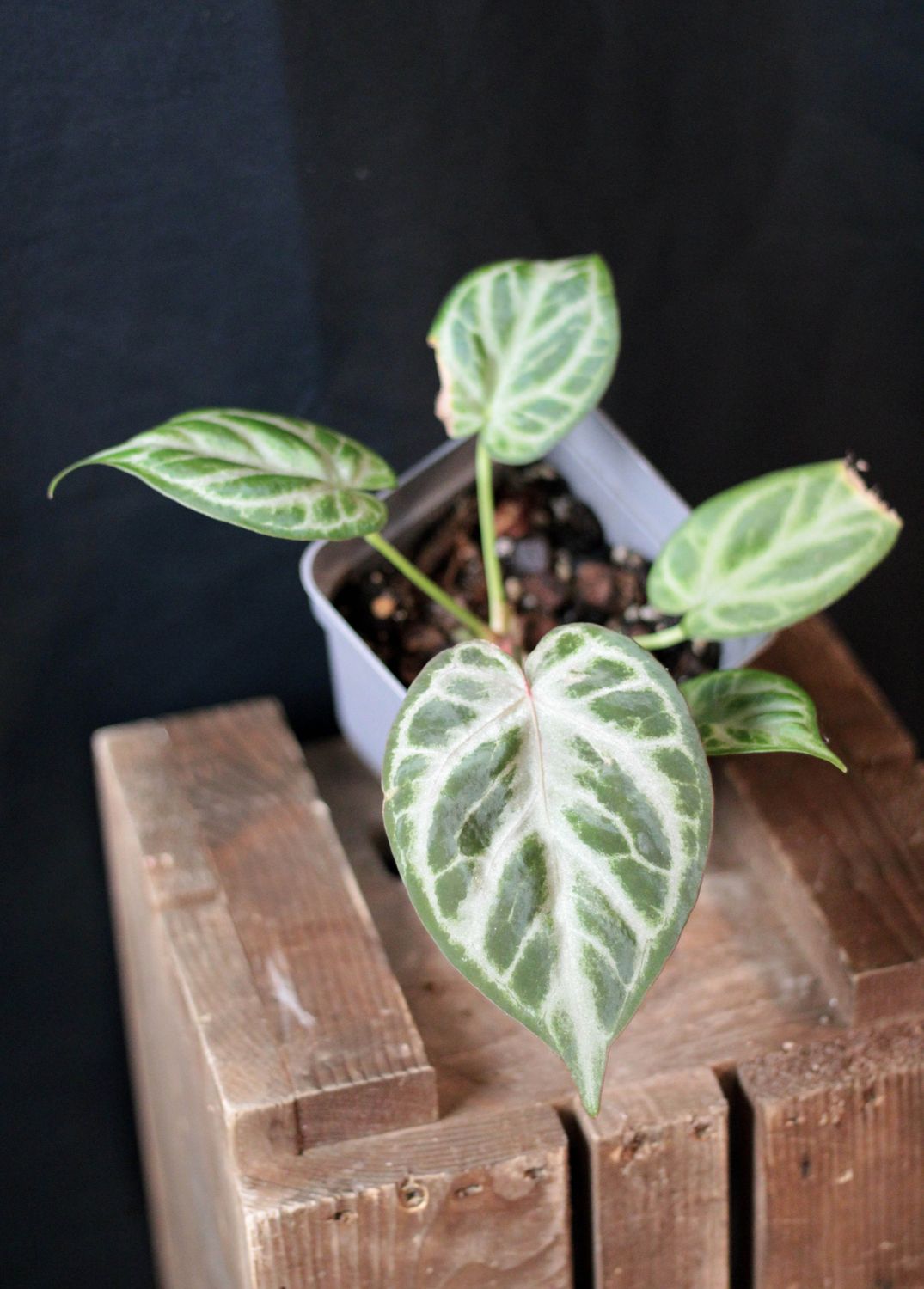 Anthurium Angel Dream - A