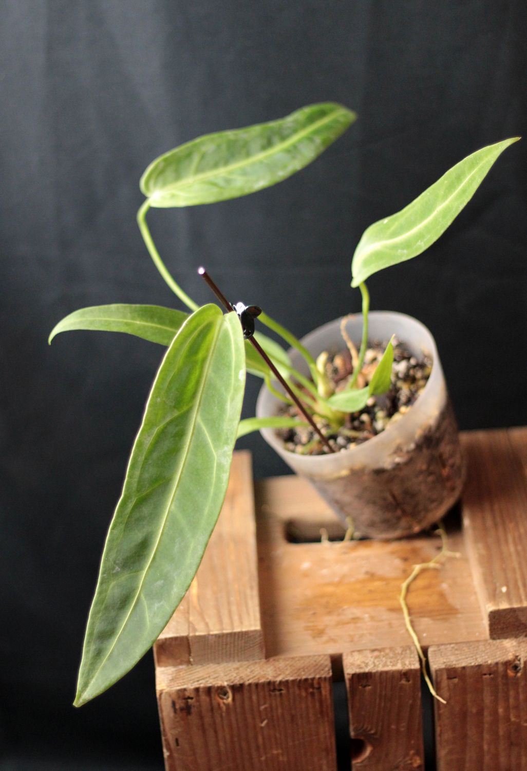 Anthurium Warocqueanum - B