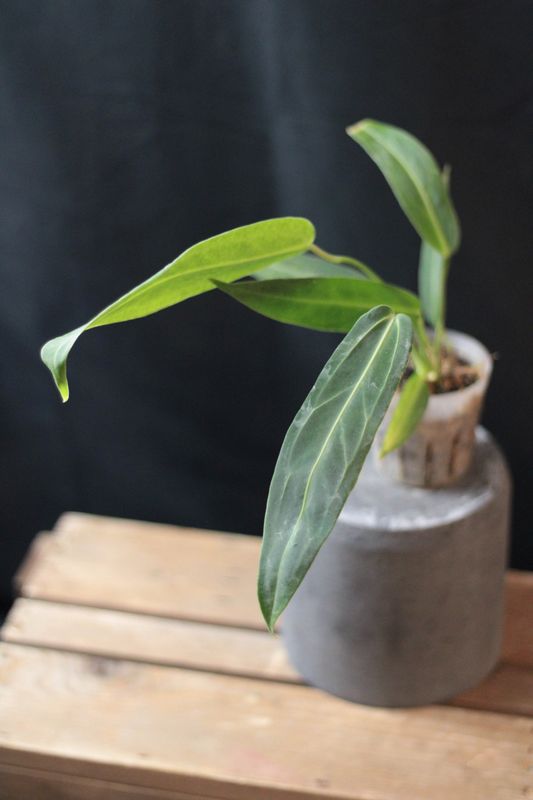 Anthurium Warocqueanum - B