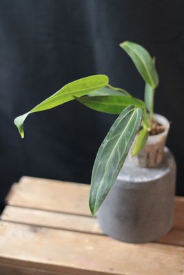 Anthurium Warocqueanum - B