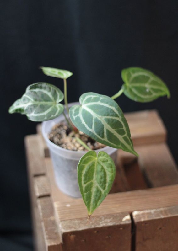 Anthurium Magnificum x Crystallinum "Black" - A