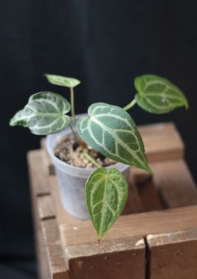 Anthurium Magnificum x Crystallinum "Black" - A Anthurium Magnificum x Crystallinum "Black" - A