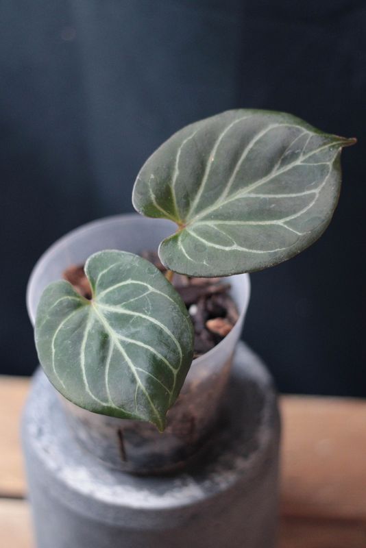 Anthurium King Of Spades "Red" - A