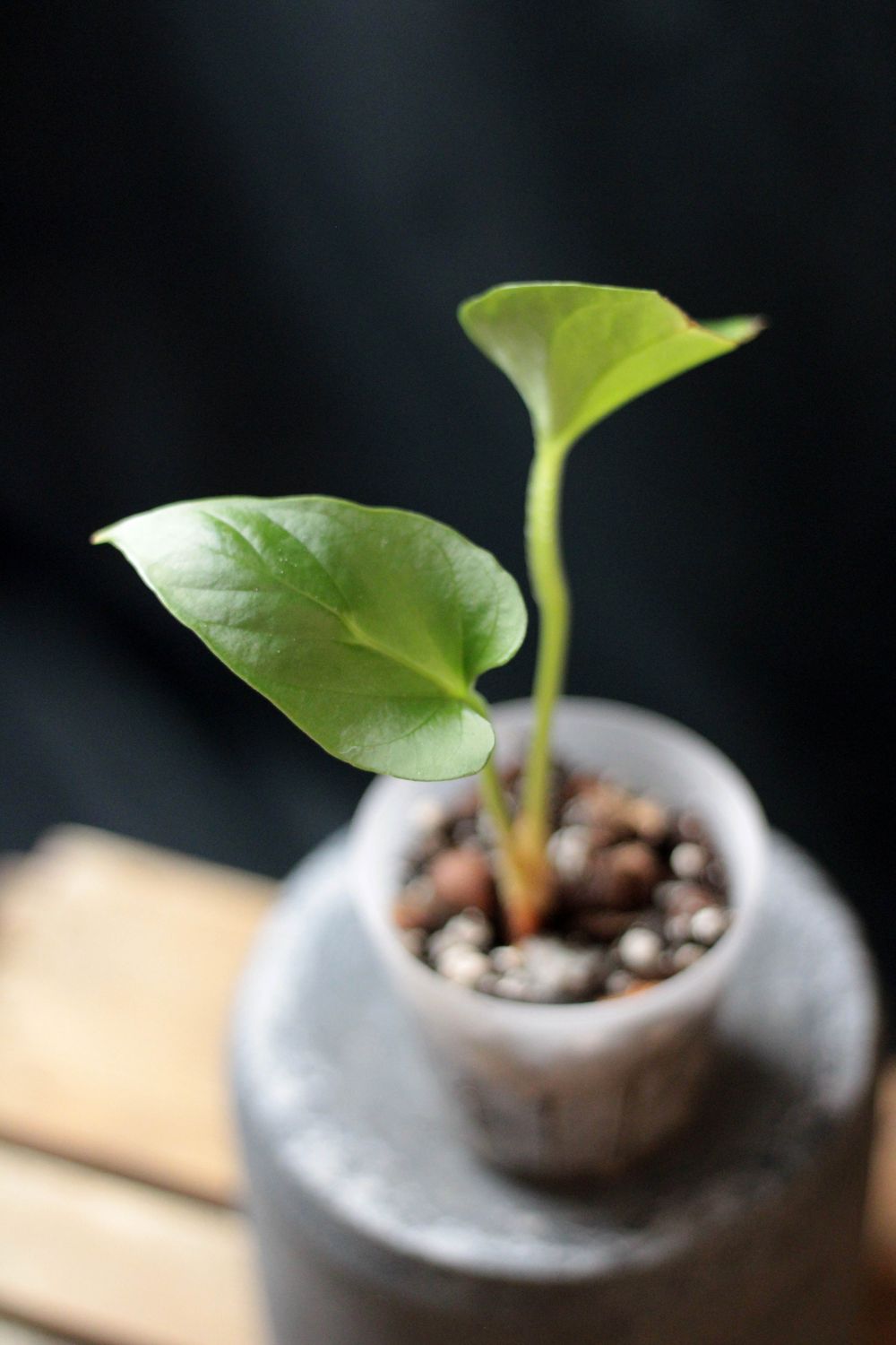 Anthurium Tiwintza "Velvet" - B (Seedling)