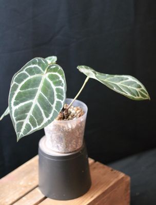 Anthurium Crystallinum "Silver" - Show