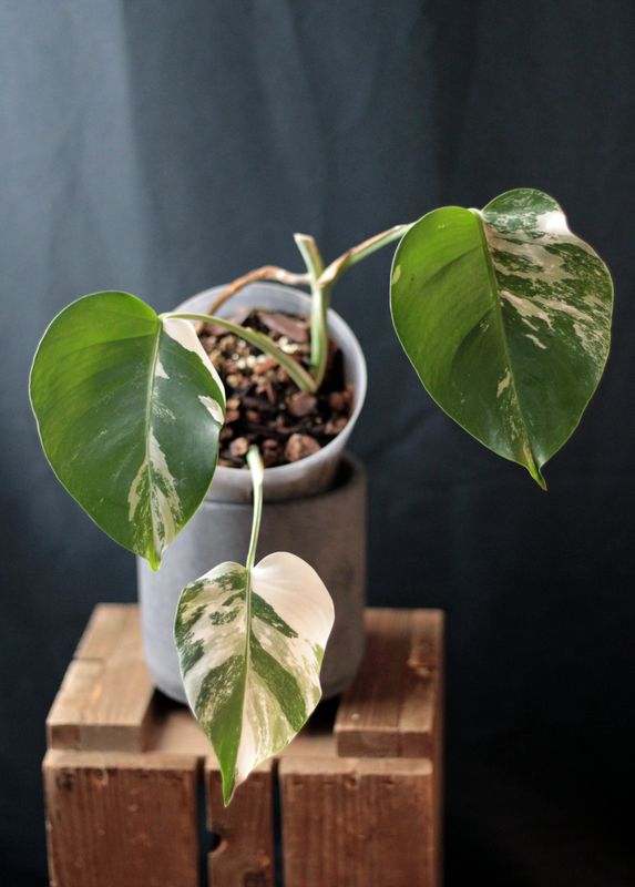 Monstera Albo - A Monstera Albo - A