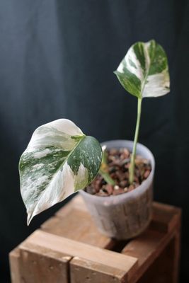 Monstera Albo - B