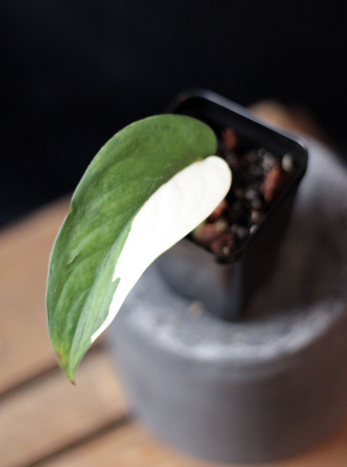 Scindapsus Jade Satin Variegated - A