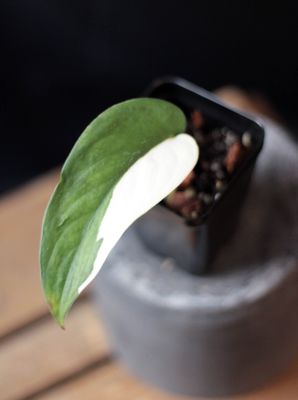 Scindapsus Jade Satin Variegated - A