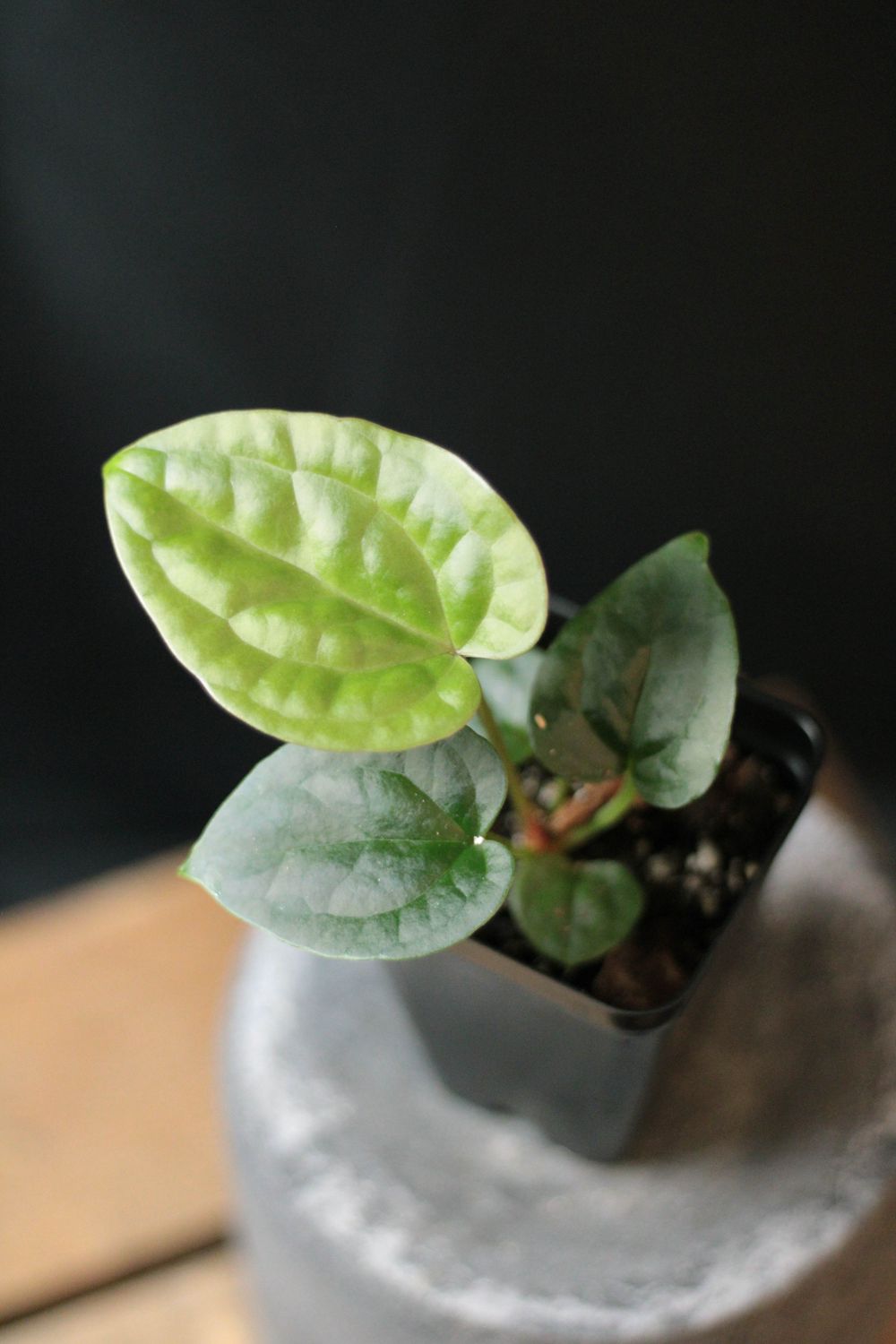 Anthurium Crystallinum "Dark" x Luxurians