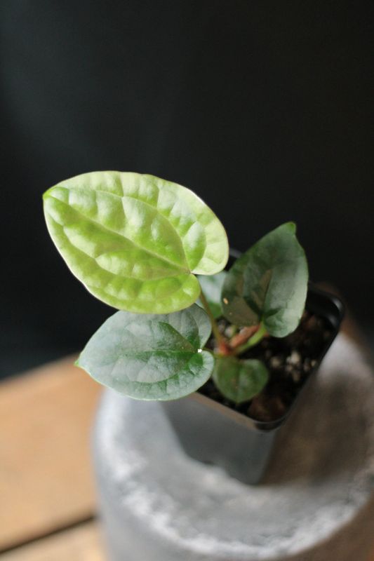 Anthurium Crystallinum "Dark" x Luxurians