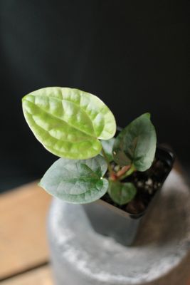 Anthurium Crystallinum "Dark" x Luxurians