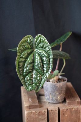 Anthurium Luxurians - A