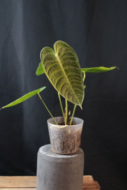 Anthurium Veitchii - B