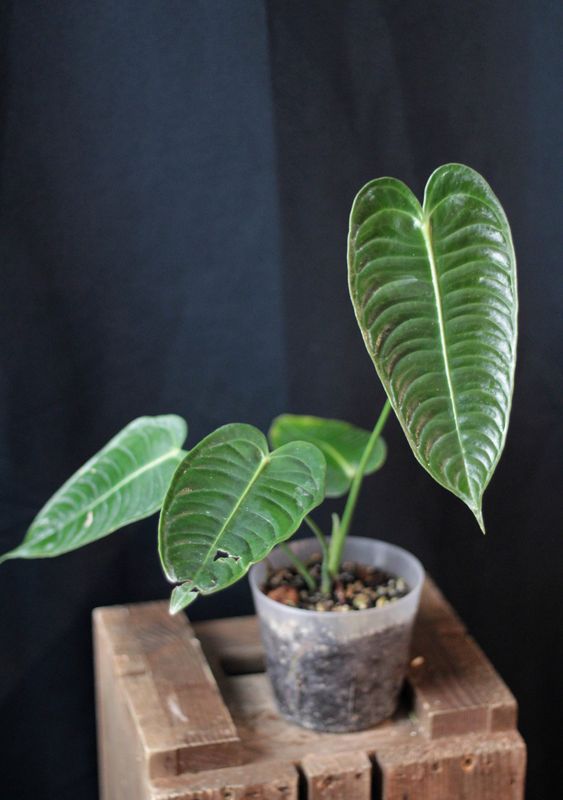 Anthurium Veitchii - B