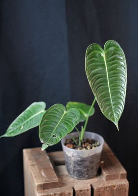 Anthurium Veitchii - B