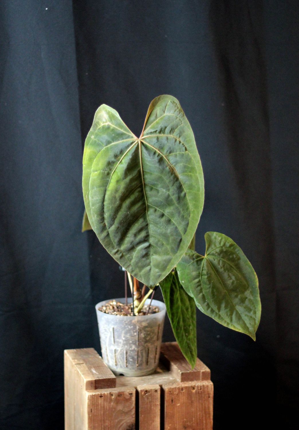 Anthurium Papillilaminum "Dark" - B