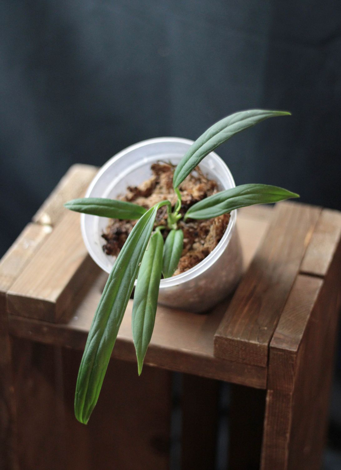 Anthurium Indanza "Narrow" - A