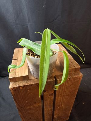 Anthurium Pallidiflorum