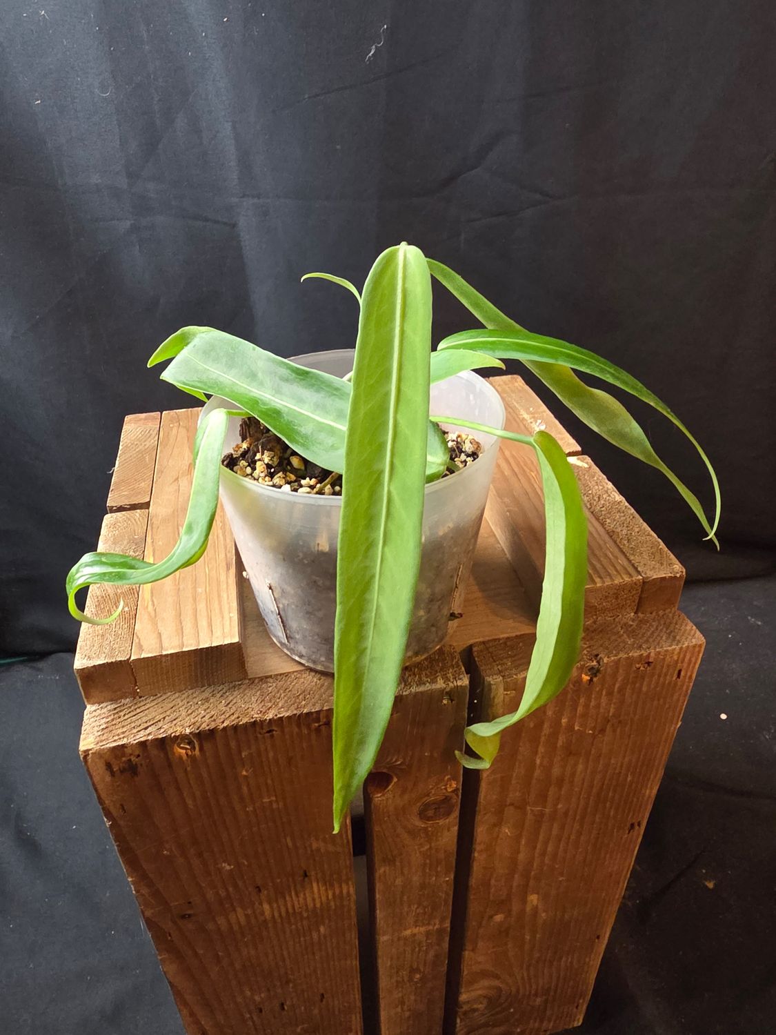 Anthurium Pallidiflorum