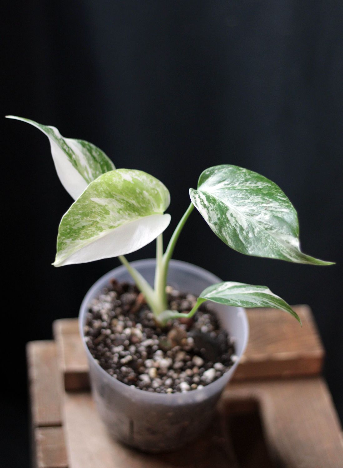 Monstera Albo - Show