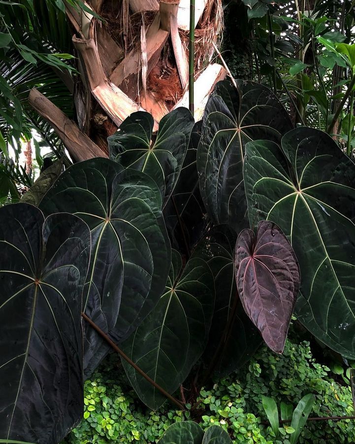 Anthurium " Forgetii X Ace Of Spades" - Show