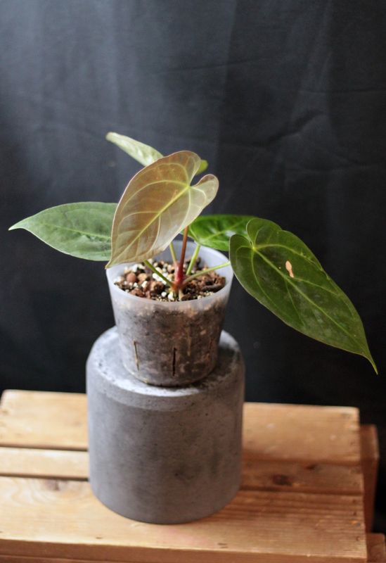 Anthurium AOS X Papillilaminum "Dark" - A