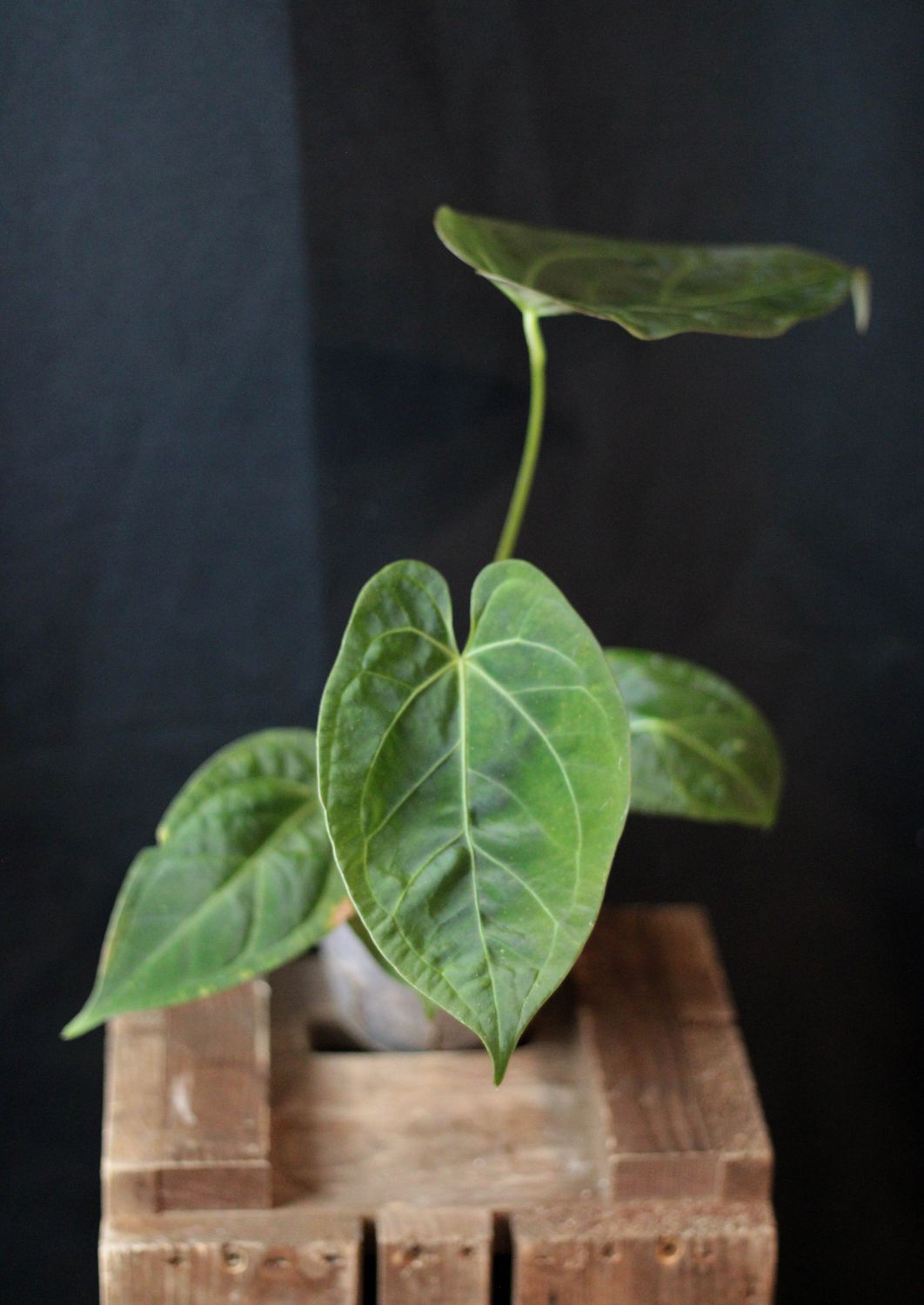 Anthurium AOS X Papillilaminum "Dark" - A