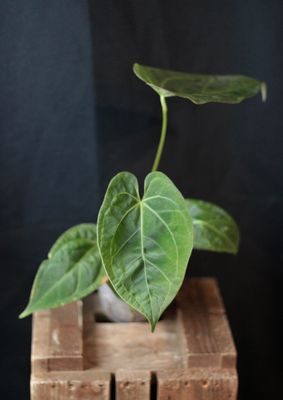 Anthurium AOS X Papillilaminum "Dark" - A