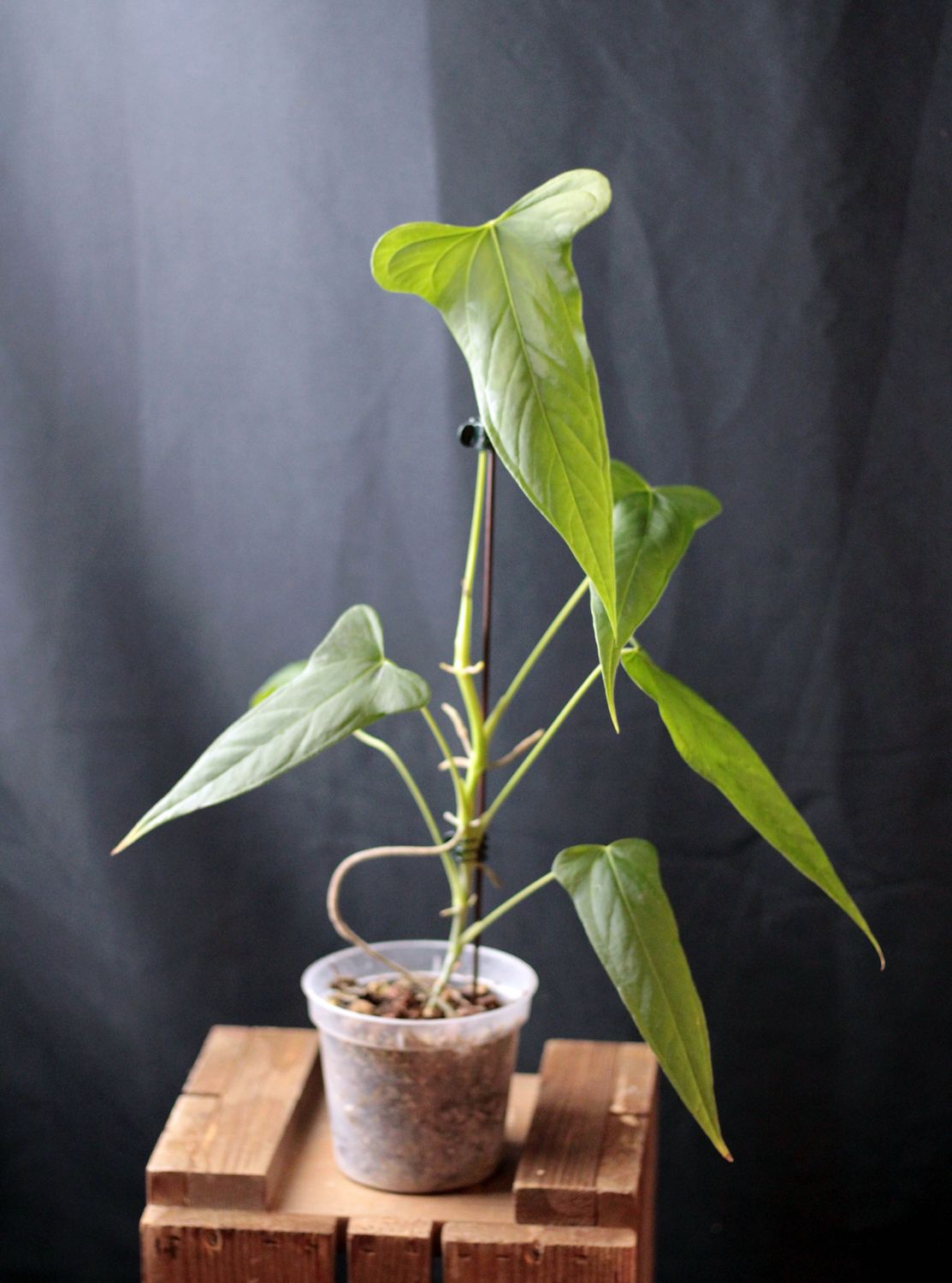 Anthurium Marmoratum x Longissimilobum - Show