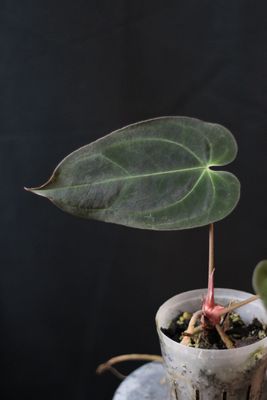 Anthurium Papillilaminum X Crystallinum "Silver" - B