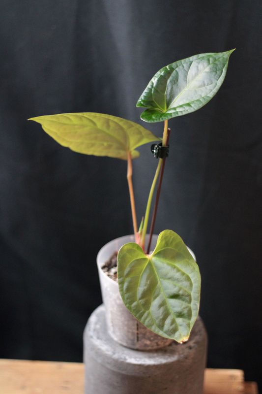 Anthurium (Pinkleyi x Luxurians) X Besseae - B