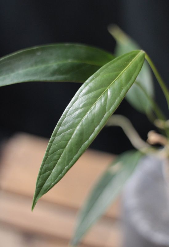 Anthurium Bakeri - B