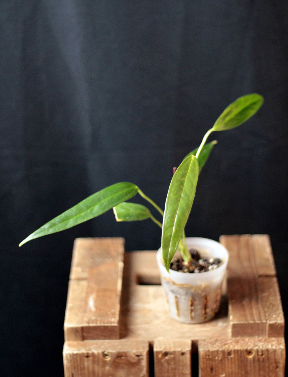 Anthurium Bakeri - B