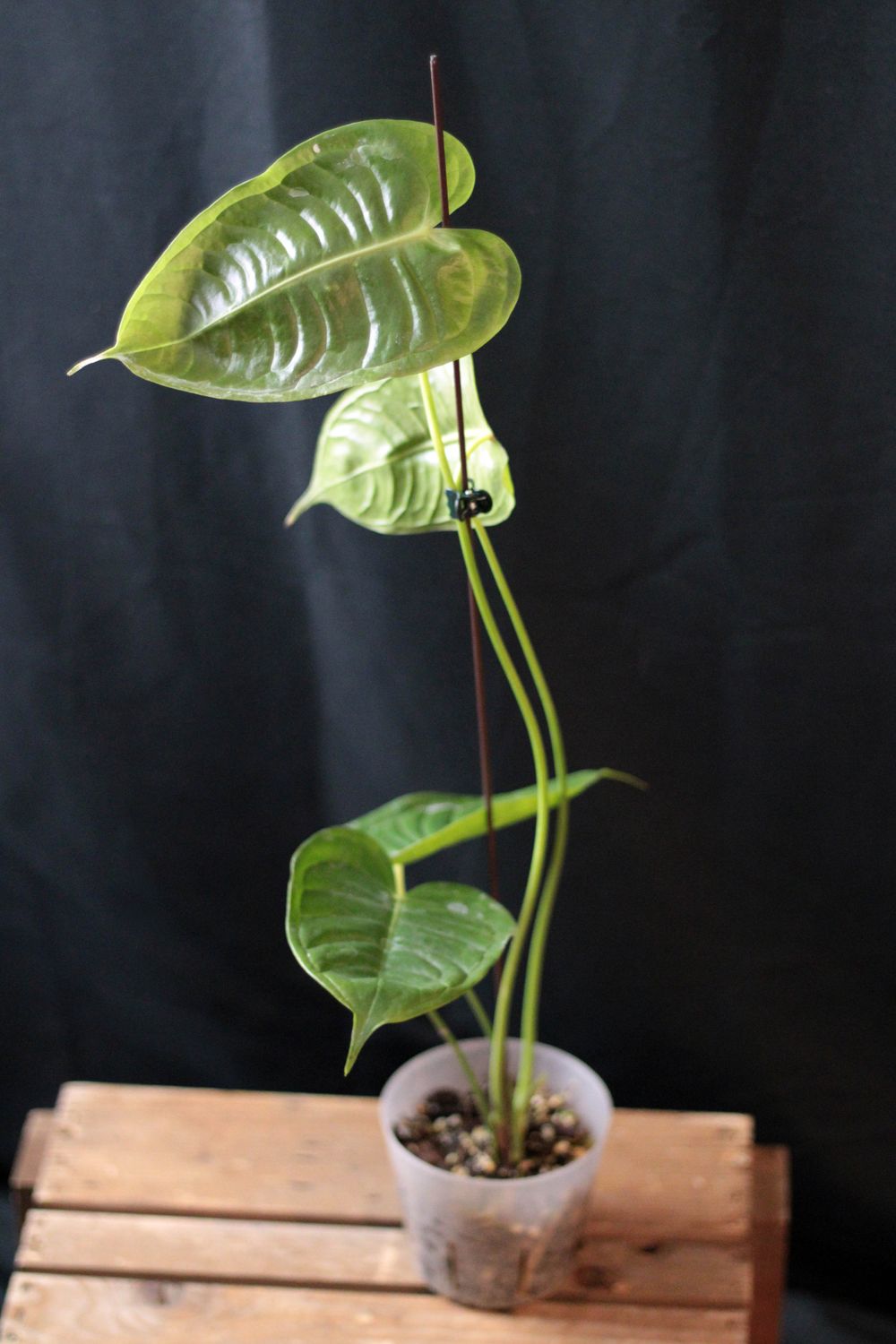 Anthurium Veitchii - C