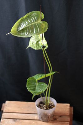 Anthurium Veitchii - C