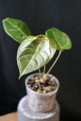 Anthurium Veitchii X Forgetii - B